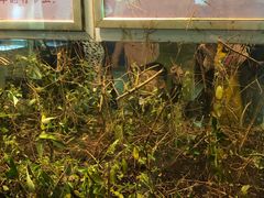 -上海昆虫博物馆