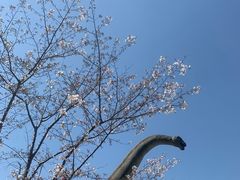 -顾村公园