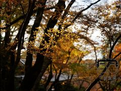 -醍醐寺