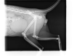 -艾贝尔宠物诊疗