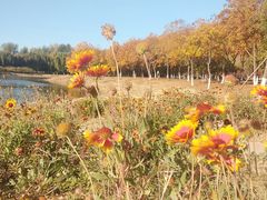 -大兴滨河森林公园