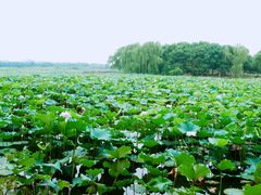 -荷塘月色湿地公园·向阳花洲
