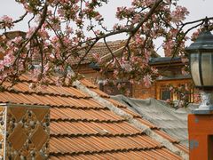 -张家大院·鲁菜·私房菜(芙蓉街店)
