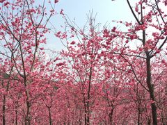 -王家小院