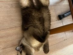 -有猫主题·治愈系猫咖(曾厝垵店)