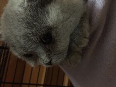 -申普宠物医院·眼科·心内科·影像科(普陀分院)