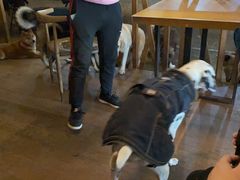 -萌喵咖啡屋(人民东路4号口M16商铺店)