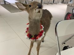 -怪兽屋·羊驼·猫咖·狗咖(俊华广场店)