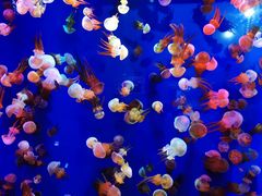 -成都浩海立方海洋公园