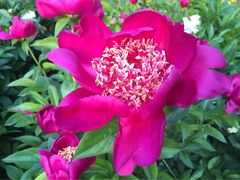 iphone_upload_pic-景山公园