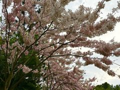 -深圳国际园林花卉博览园