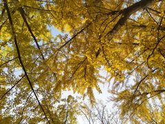 -三里屯东五街银杏大道