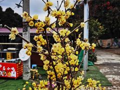 -三圣花乡旅游区