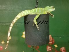 -上海大自然野生昆虫馆