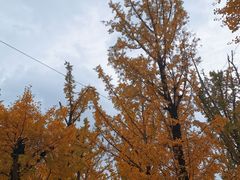 -百林公园-两江幸福广场