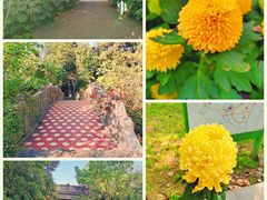 -菊花台公园