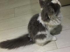 -喵的天空名猫咖啡馆·撸猫·猫舍·用品