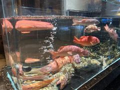 -许家菜(望江店)