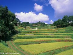 -峰味香.酱香米线.黄焖鸡(定西路店)