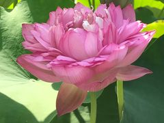-陈家山荷花公园