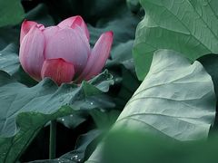 -陈家山荷花公园