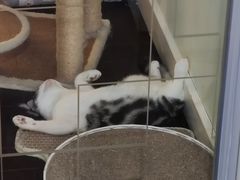 -Bastet sally猫舍购宠(静安店)