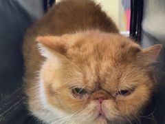 -美联众合动物医院·24h转诊中心