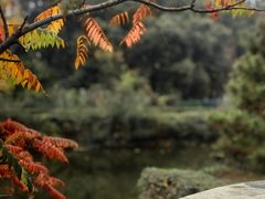 -长白岛森林公园