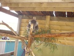 -威勒比开放式动物园