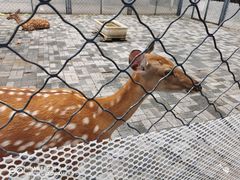 -长白岛森林公园