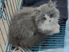 -宠物星动物医院·眼科·异宠·猫科(江南大道总院)