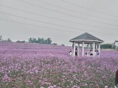-紫颐香薰山谷景区