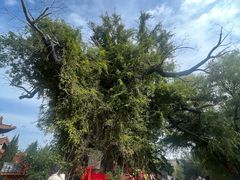 -大槐树寻根祭祖园