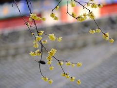 -西安大兴善寺