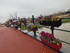 -荷兰花海