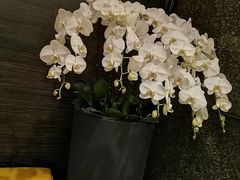 -上海大宁福朋喜来登酒店大堂吧(共和新路店)