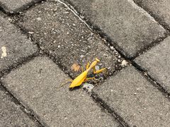 -呀诺达热带雨林