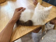-楼上猫咖(罗湖店)