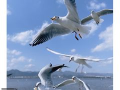-海埂大坝