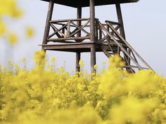 -蜀冈西峰生态公园