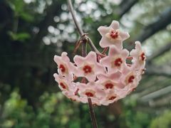 -中国科学院华南植物园