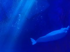 -上海海昌海洋公园-冰山北极馆