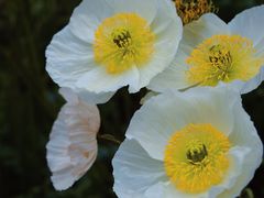 -名花谷生态庄园