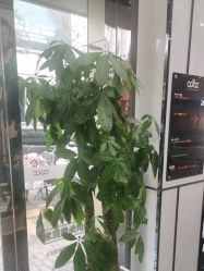 -倾城护肤造型