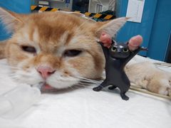 -爱诺耐芙动物医院(万博店)