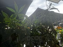 -gaga(深圳南山益田假日广场店)