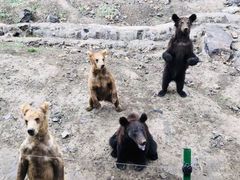 -新疆天山野生动物园