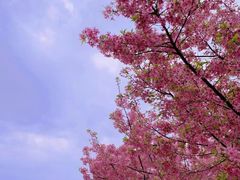 -高东镇樱花园