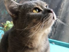 -猫小院猫主题咖啡厅(北锣店)