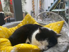 -喵屿·大理花园猫咖